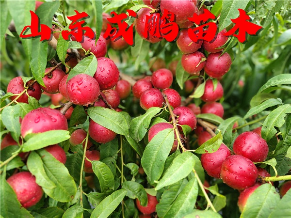 珍珠棗油桃三號