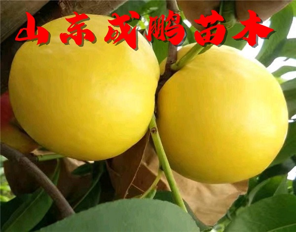 世紀之星二號