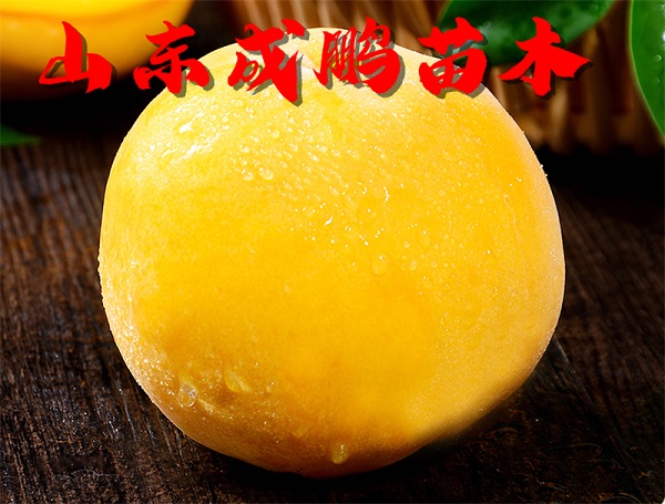 黃金蜜0號