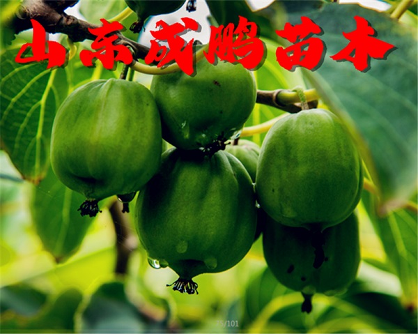 桓優1號軟棗獼猴桃