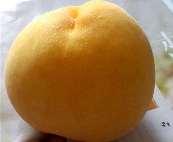 黃金蜜一號