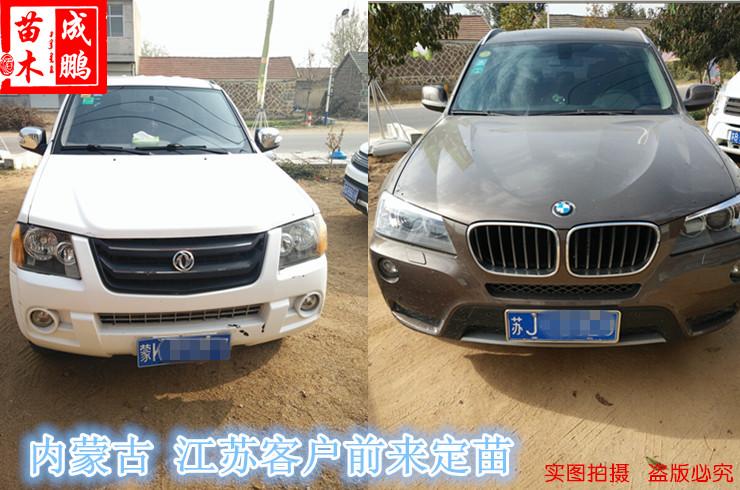 內蒙古江蘇定苗客戶