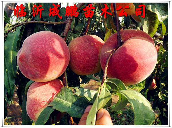 映霜紅優系
