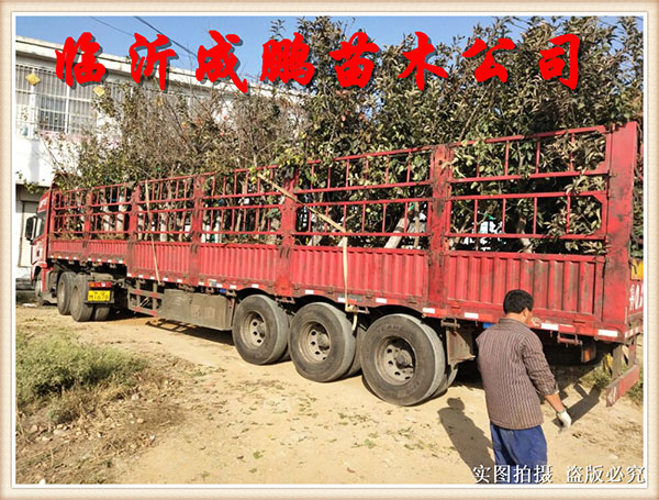 果苗裝車發貨1