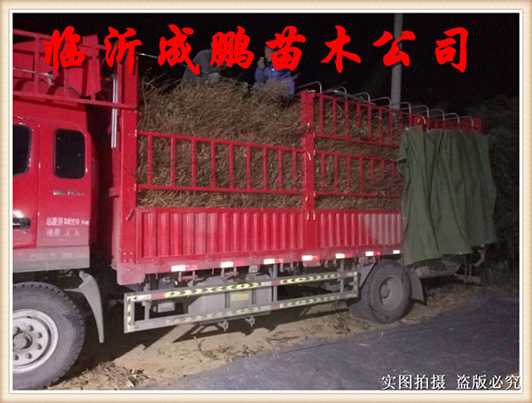 果苗裝車發貨2