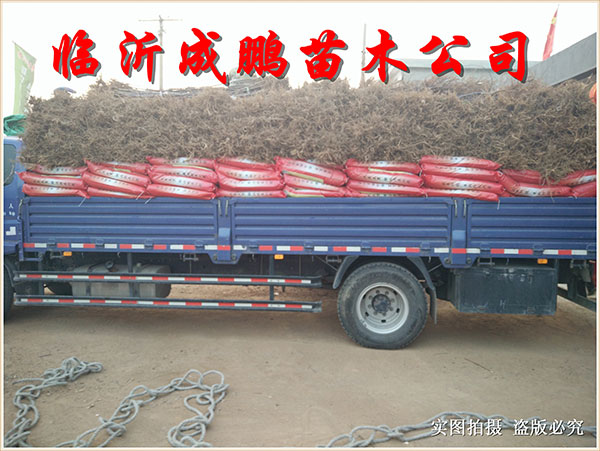 果苗裝車發貨4