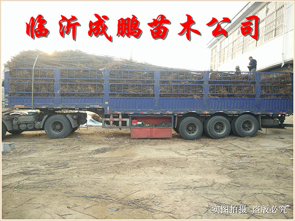 果苗裝車發貨7