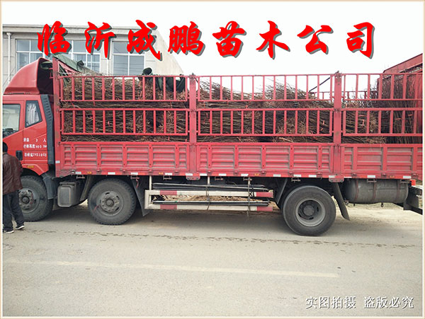 果苗裝車發貨8