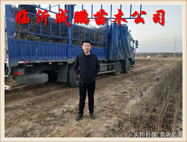 果苗裝車發貨9