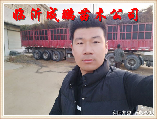 果苗裝車發貨10