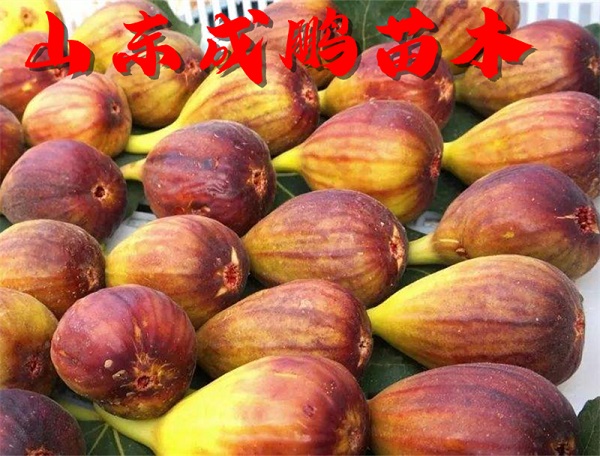 芭勞內無花果