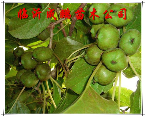  桓優1號